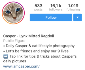 5 Important Things To Consider to Write an Instagram Bio for Your Cat -  IamCasper