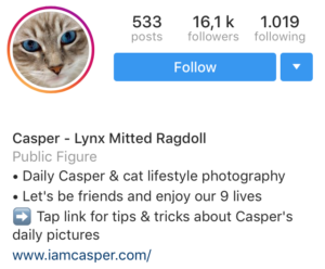 An example of my cat bio instagram to make my kitten famous