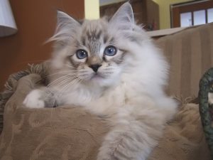 Ragdoll Breed Characteristics And Information Iamcasper