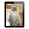 picture of casper ragdoll used in the cat photography made easy ebook tutorial