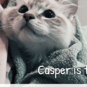 Casper ragdoll is taking a bath - How to give your cat or kitten a bath rules tips and tricks