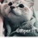 Casper ragdoll is taking a bath - How to give your cat or kitten a bath rules tips and tricks