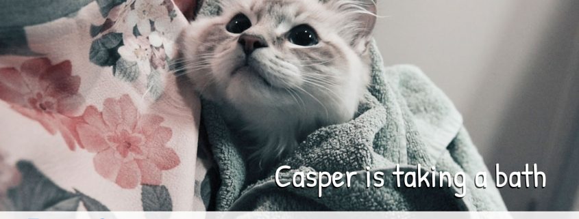 Casper ragdoll is taking a bath - How to give your cat or kitten a bath rules tips and tricks