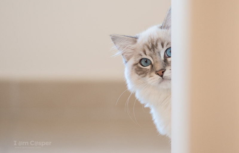 Casper our ragdoll kitten following us around the house. This way he tells us how much he loves us