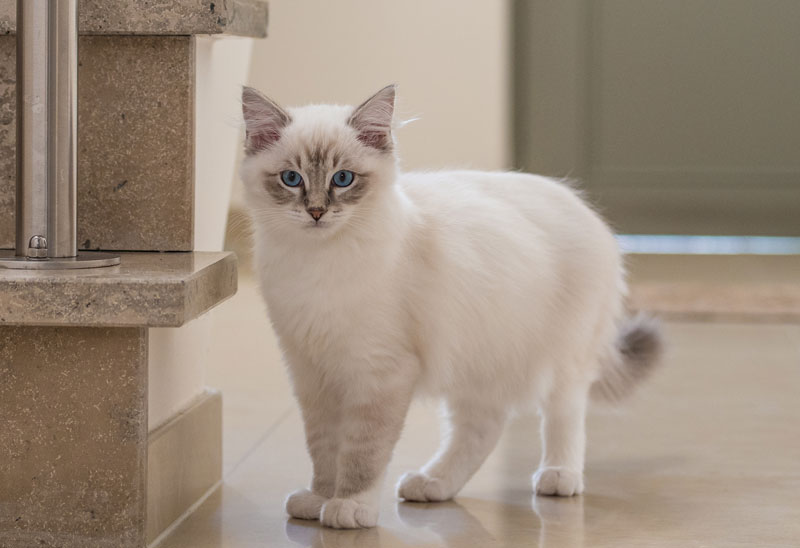 ragdoll kitten exploring the house iamCasper-introduce-cat-kitten-into-new-home-prepare-exploring-house