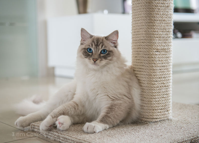 Ragdoll Casper has a favourite DIY scratching post iamCasper-introduce-cat-kitten-into-new-home-prepare-scratching-post