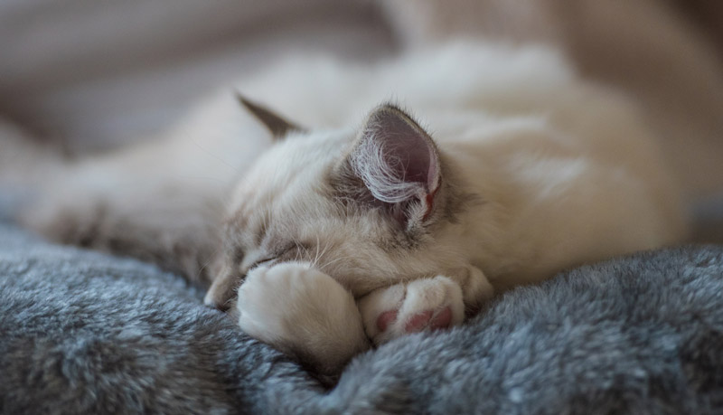Casper ragdoll kitten sleeps a lot in the beginning iamCasper-introduce-cat-kitten-into-new-home-prepare-sleeping-spot