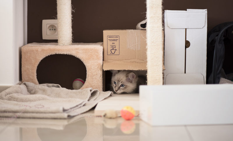 Ragdoll Casper in his playing corner full of toys as a kitten iamCasper-introduce-cat-kitten-into-new-home-prepare-toys-play