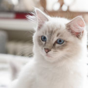 Our ragdoll kitten casper just before he went to his new home with his new human parents iamCasper-introduce-cat-kitten-into-new-home-tips-how-to