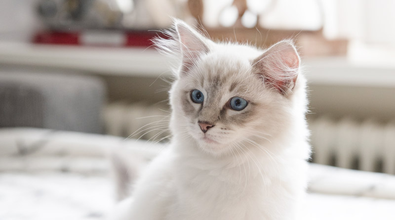 ragdoll kittens playing