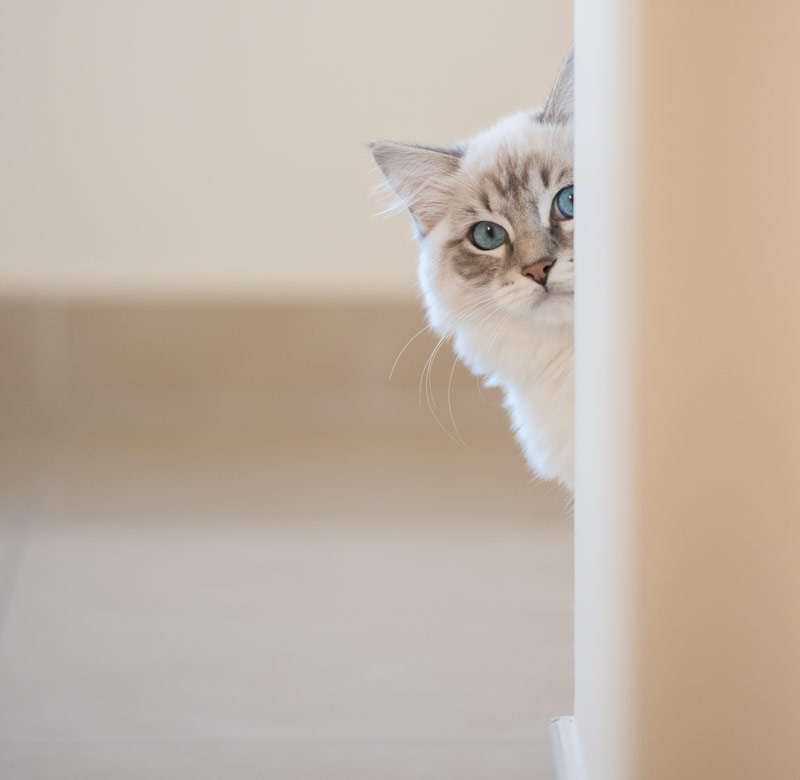 As a young ragdoll kitten Casper was peeping from behind the wall - so cute and funny - iamcasper-Be-patient-to-improve-cat-photography