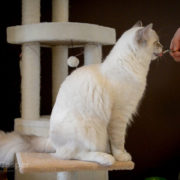 Casper our ragdoll cat kitten learning clicker training for cats cat video