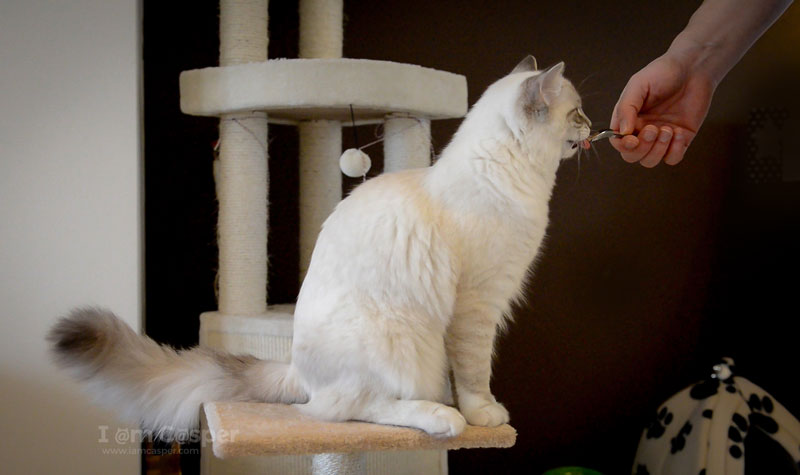 Casper our ragdoll cat kitten learning clicker training for cats cat video