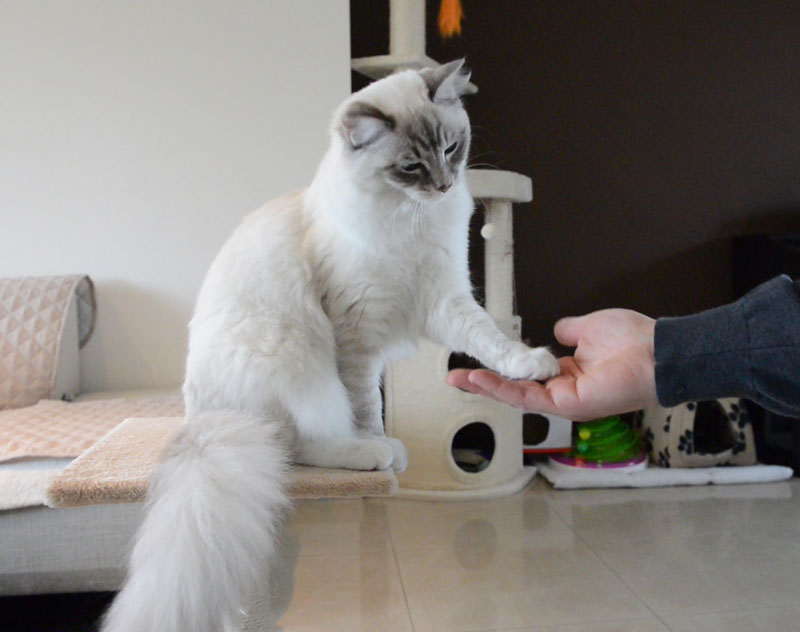 Ragdoll casper cat learning clicker training and how to shake a paw with pictures and cat video