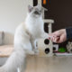 Ragdoll casper cat learning clicker training and how to shake a paw with pictures and cat video