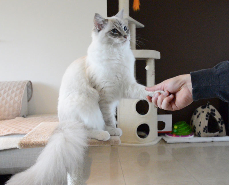 Ragdoll casper cat learning clicker training and how to shake a paw with pictures and cat video