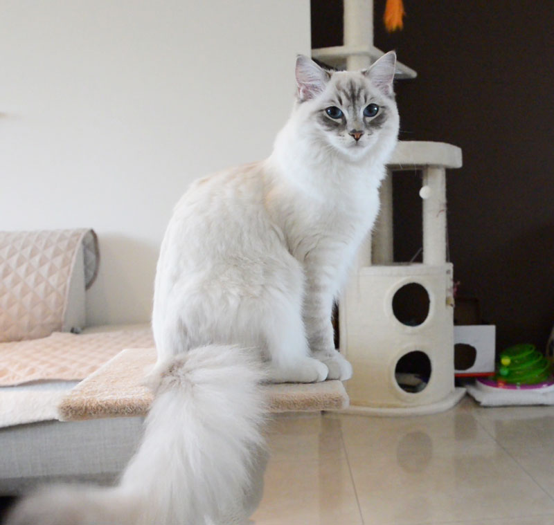 Ragdoll casper cat learning clicker training and how to shake a paw with pictures and cat video