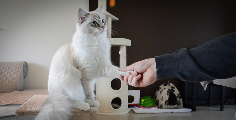 Ragdoll casper cat learning clicker training and how to shake a paw with pictures and cat video
