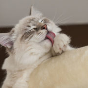 Casper our ragdoll cat licking his paws Beautiful ?? love this picture ready to have a sharp picture of his licking tongue -iamcasper-simple-rule-cat-photography-Be-patient