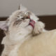 Casper our ragdoll cat licking his paws Beautiful ?? love this picture ready to have a sharp picture of his licking tongue -iamcasper-simple-rule-cat-photography-Be-patient