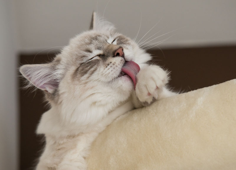 Casper our ragdoll cat licking his paws Beautiful ?? love this picture ready to have a sharp picture of his licking tongue -iamcasper-simple-rule-cat-photography-Be-patient