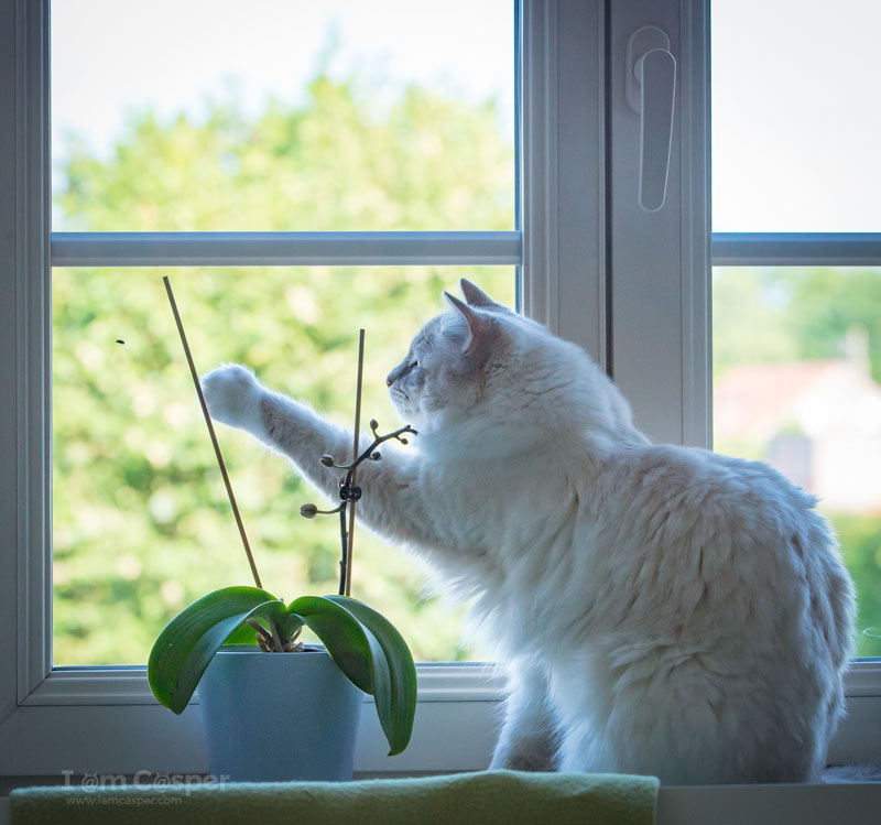 Casper sitting at the window hunting a fly -iamcasper-simple-rule-cat-photography-be-ready-action