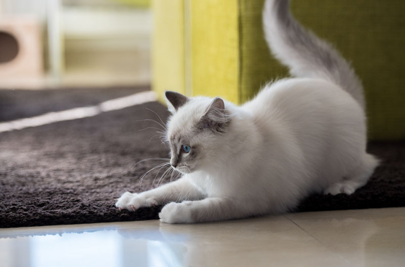 Casper our ragdoll kitten in a playful mood -iamcasper-simple-rule-cat-photography-be-ready