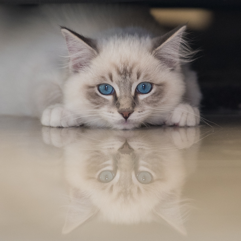 Casper our ragdoll cat in a cat photo to illustrating what do to improve your cat photography - ragdoll-casper-looking-into-camera-at-eye-level