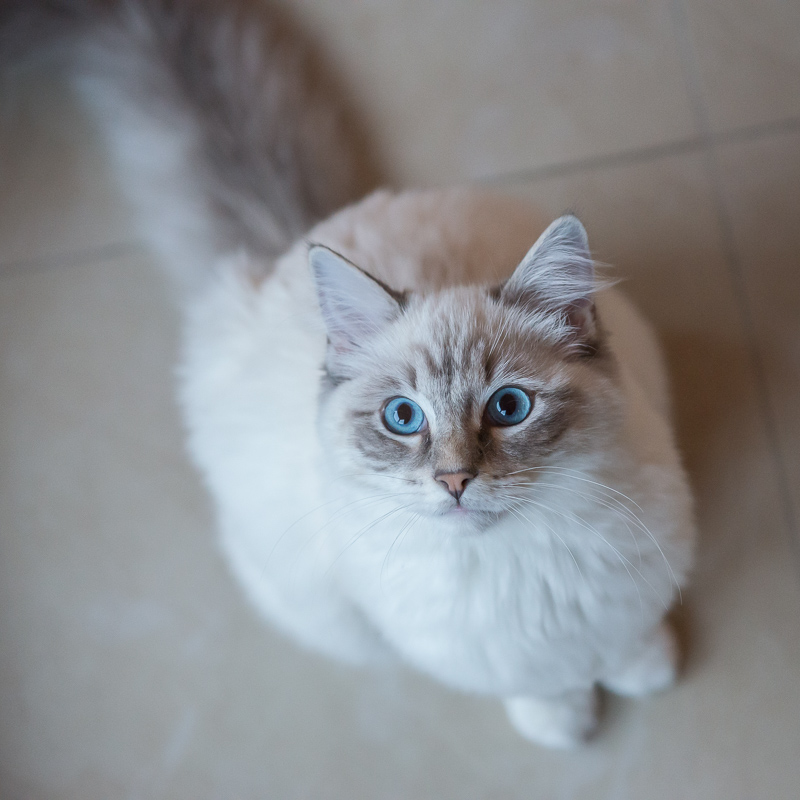 ragdoll-casper-looking-into-camera-at-eye-level - ragdoll-casper-looking-upwards-in camera