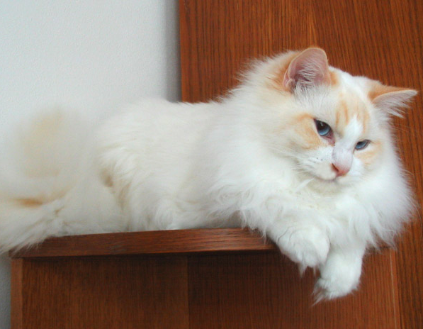 orange ragdoll cat