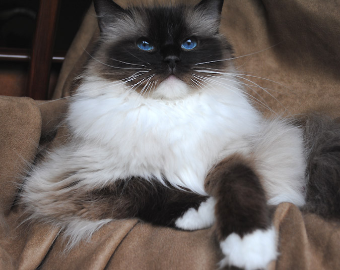 seal mitted ragdoll