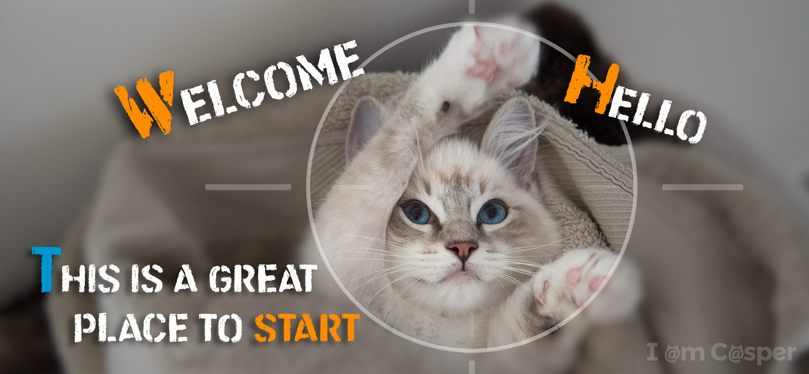 casper ragdoll kitten cat photography start here page waving hello