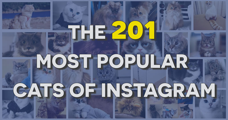 201-most-popular-cats-accounts-instagram here is a list of how to make your cat famous online