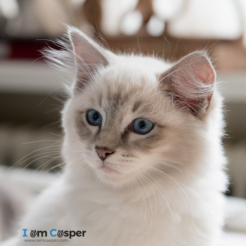 male ragdoll cat