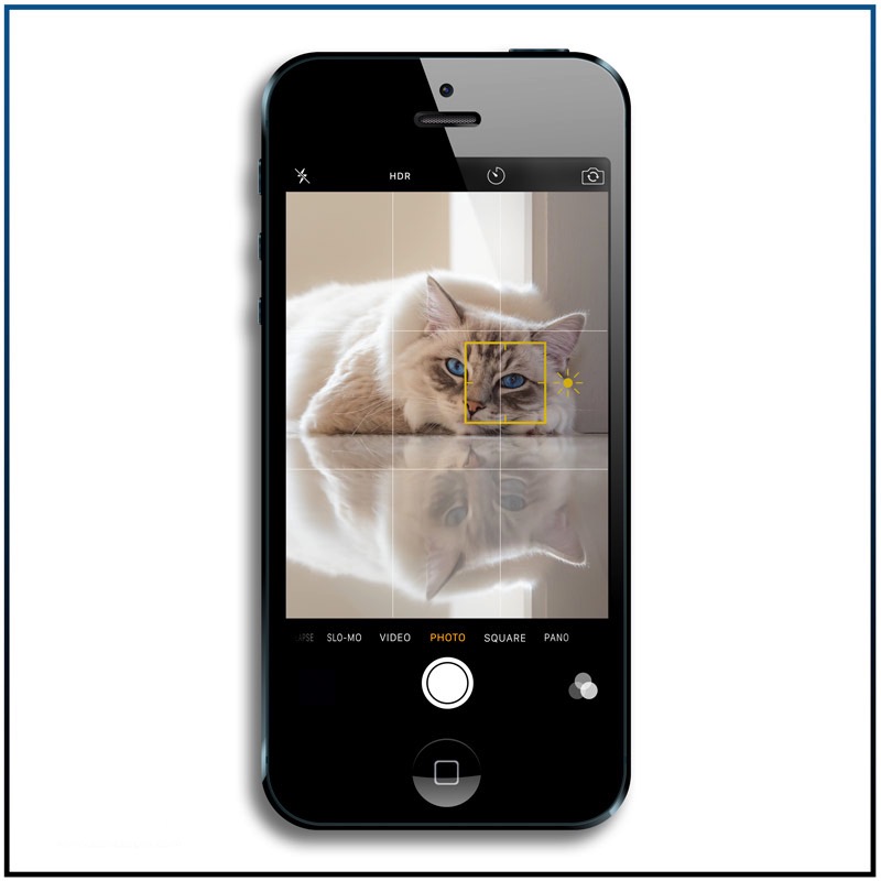 Tap on iPhone screen to focus on a spot in the picture 7 best Iphone features you need to know to make great cat pictures-tap3