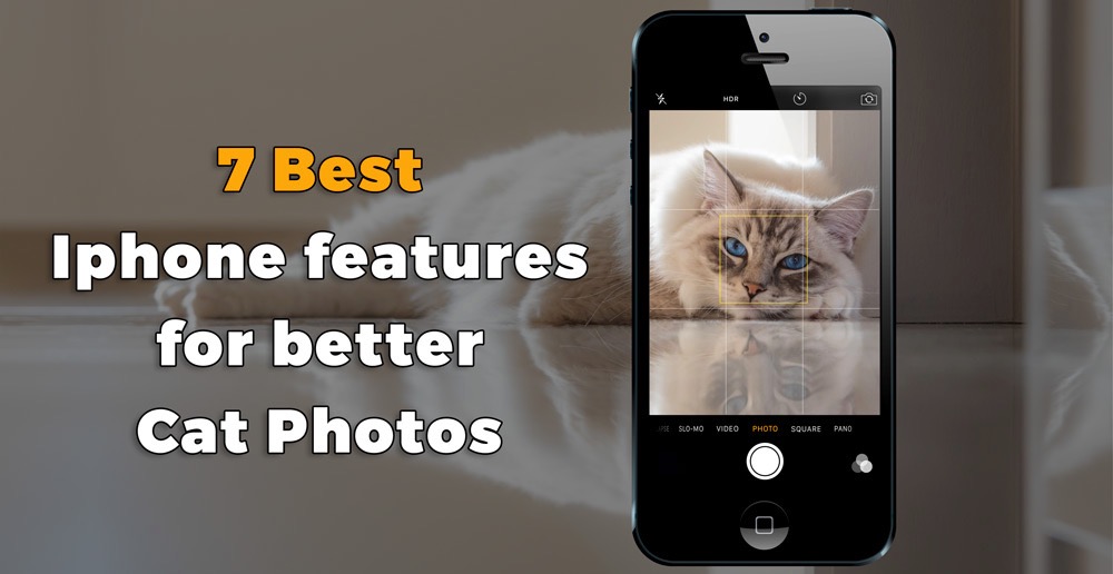 7 best Iphone features you need to know to make great cat pictures how to best use your iPhone Tips tutorial