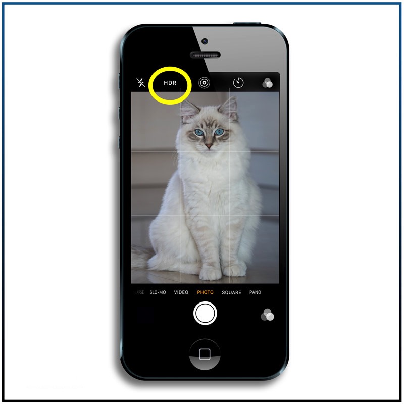 HDR feature on iPhone to 7 best iphone features you need to know to make great cat pictures - hdr2