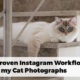 Casper ragdoll cat relaxing on stairs picture used as Instagram Workflow guide with 7 proven steps for cat photography