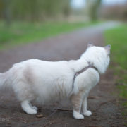 Teaching your cat to wear a harness is the first step to you outside-Casper-indoor-ragdoll-cat-goes-outdoor-adventure-walk