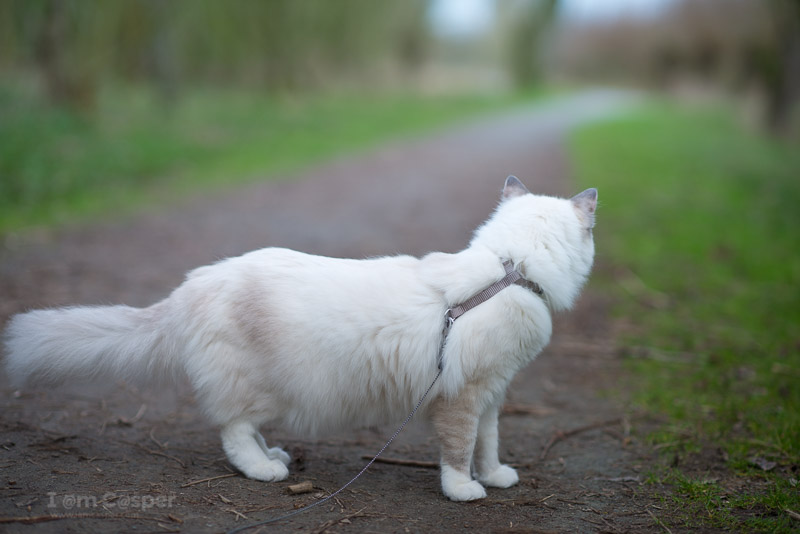 Teaching your cat to wear a harness is the first step to you outside-Casper-indoor-ragdoll-cat-goes-outdoor-adventure-walk