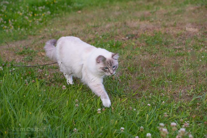 cat outdoor adventure - How to give your indoor cat some outdoor adventures tips and tricks tutorial guide to outdoor adventures cat leash harness