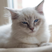 slow blinking is how your cat tells you I love you cat video of showing love blinking