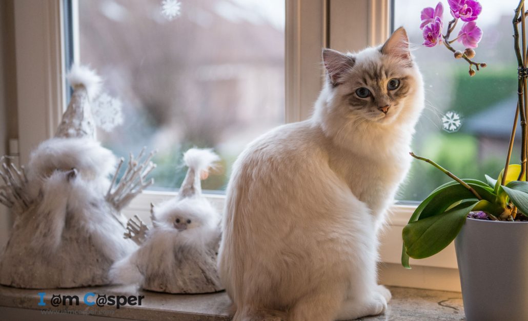Ragdoll cat sitting on window sill looking at the camera - Focus on eyes for better cat pictures ragdoll casper Casper our ragdoll cat in a cat photo to illustrating what do to improve your cat photography