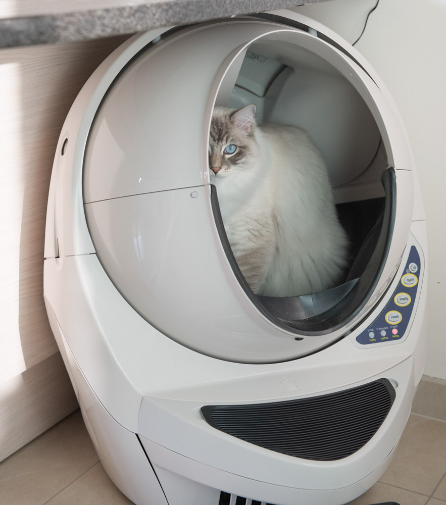 Litter-Robot-Open-Air-Review-self-cleaning-litter-box-Ragdoll-cat-Casper sitting in the robot