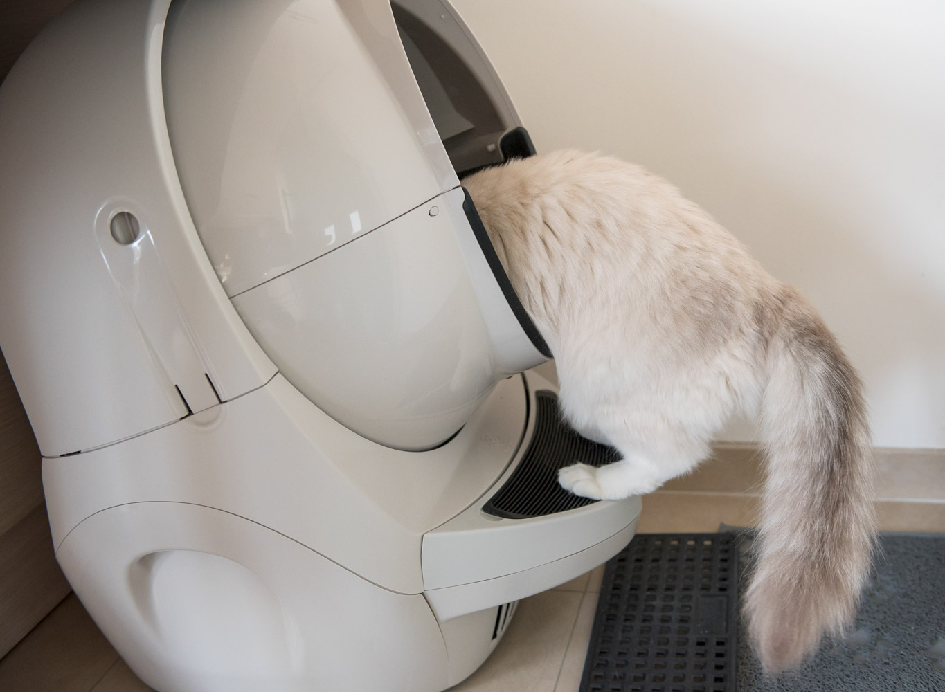 Litter-Robot-Open-Air-Review-self-cleaning-litter-box-Ragdoll-cat-Casper going inside