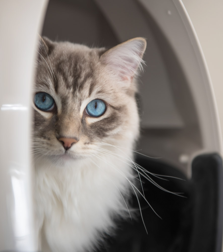 Litter-Robot-Open-Air-Review-self-cleaning-litter-box-Ragdoll-cat-Casper sitting in the robot