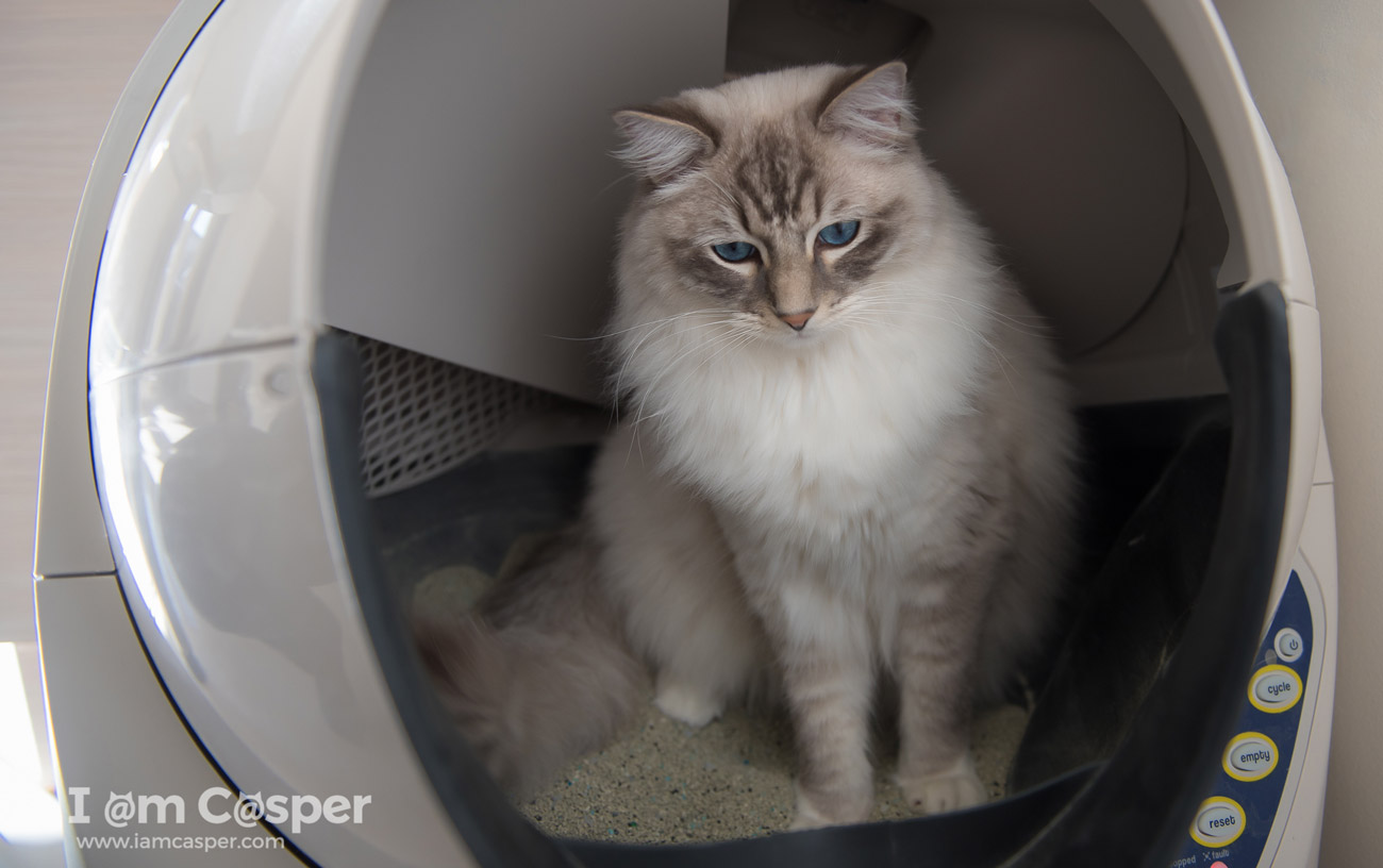 robot 3 litter box