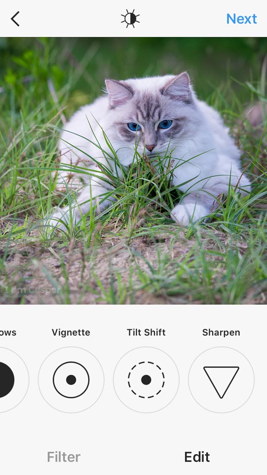 instagram-final-edit-workflow-cat-photography-iamcasper with ragdoll cat playing outside in grass