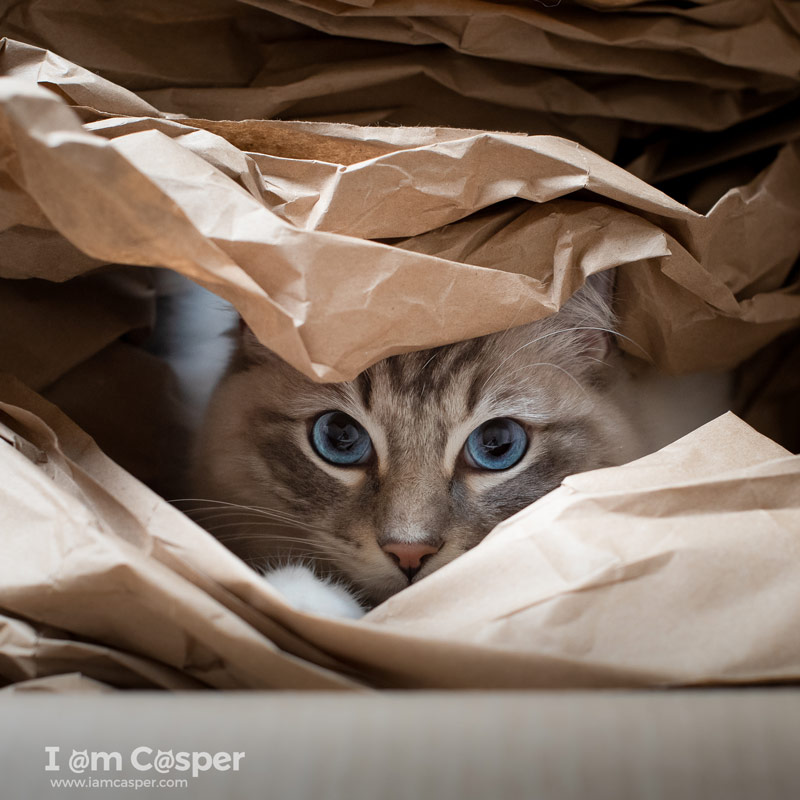 ragdoll cat casper seal point lynx mitted ragdoll playing in box for cat photography course tutorial