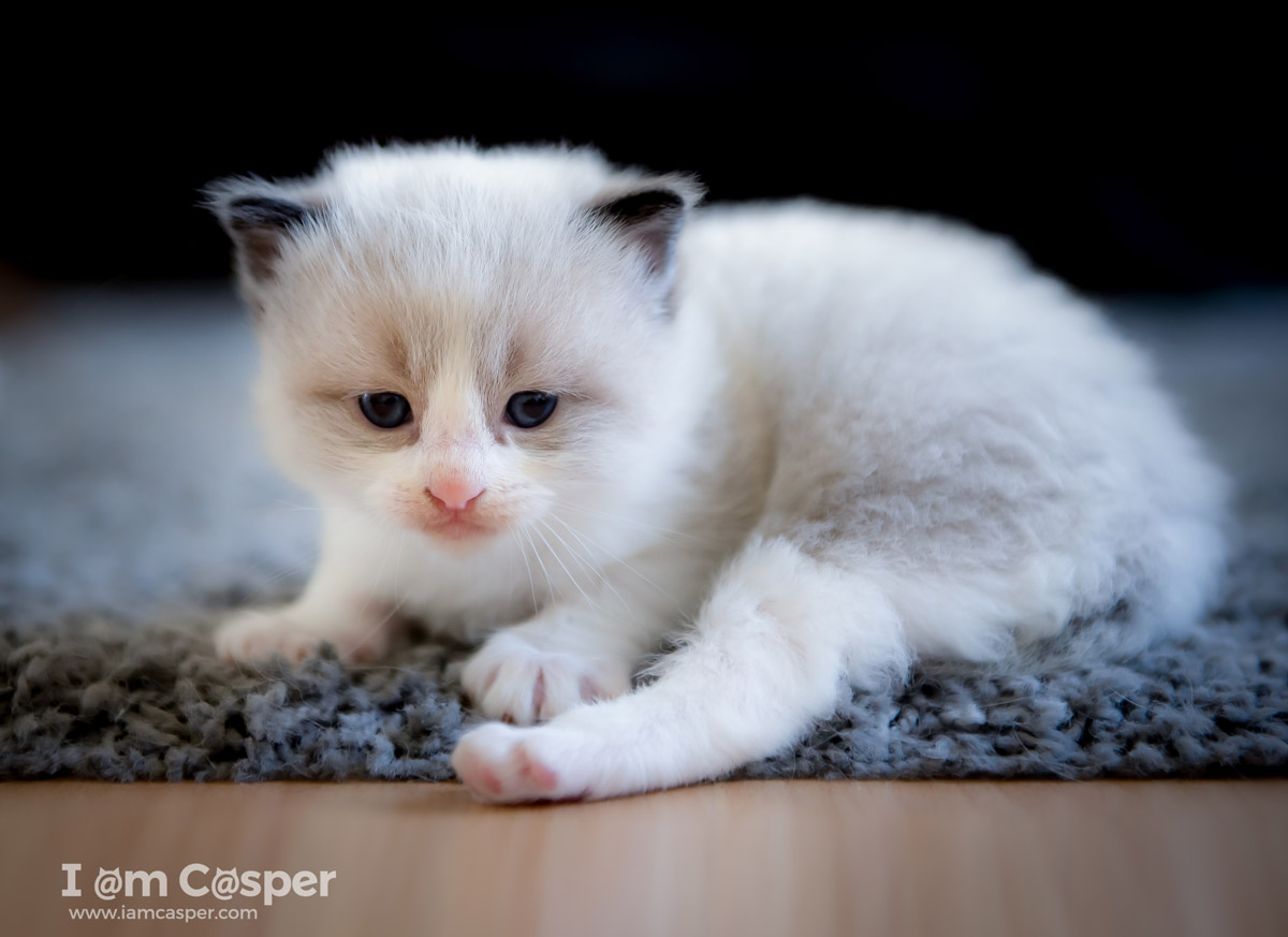 Casper our ragdoll cat in a cat photo to illustrating what do to improve your cat photography-Cat-Photography-tips-get-down-on-eye-level-improve-cat-pictures